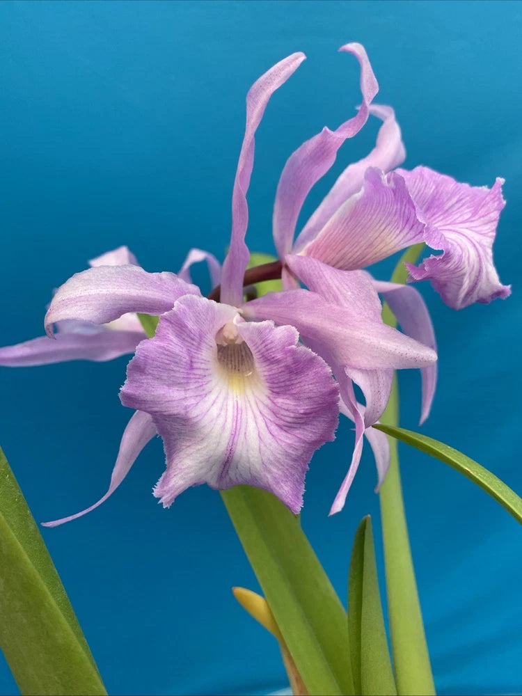 Purple orchid hybrid flowers with long green stems and curved petals