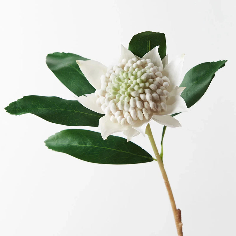 Artificial white waratah stem with green leaves, dried-flower style