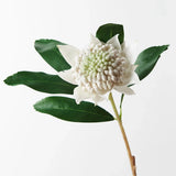 Artificial Australian Native Waratah Stem - White Dried Flower