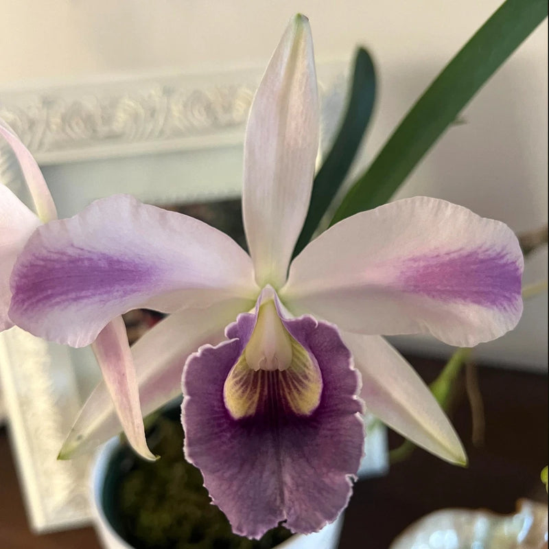Purple and white orchid flower with three petals and ruffled lip, orchid plant