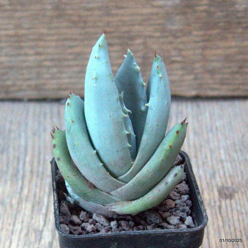 D6564 ALOE PEGLERAE pot5-H8-W5 cm MaMa Cactus Green Plant