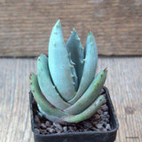 D6564 ALOE PEGLERAE pot5-H8-W5 cm MaMa Cactus Green Plant