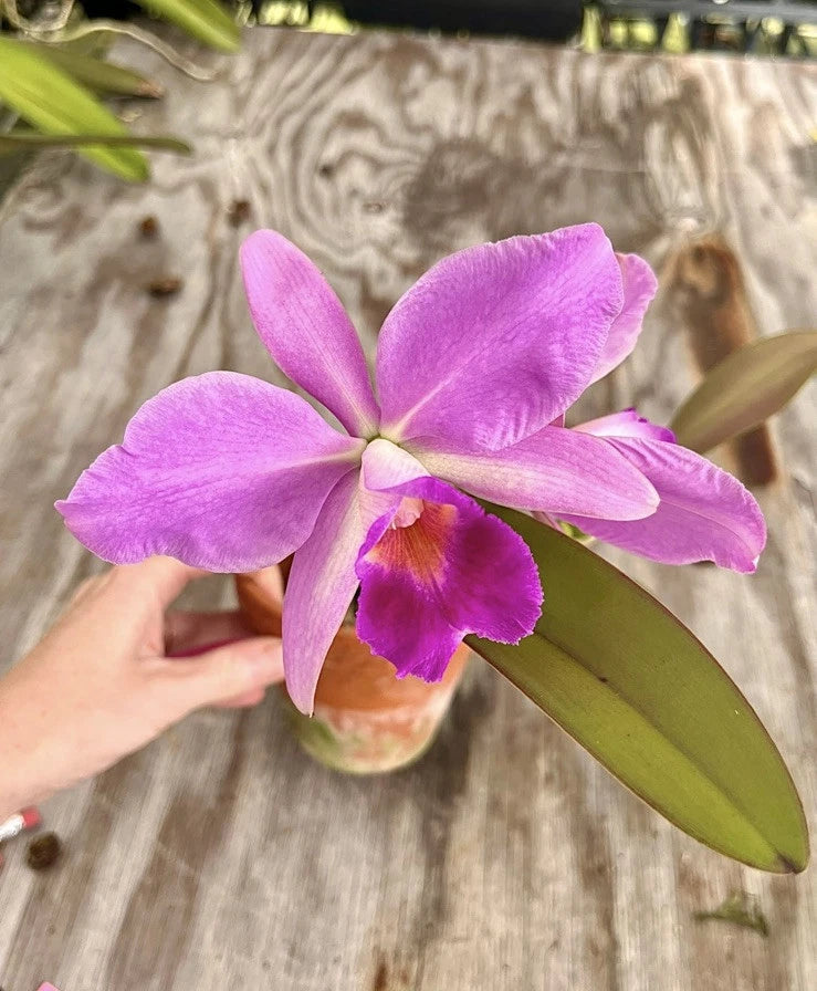 Purple Cattleya orchid with ruffled petals and green leaves