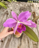 Cattleya Euphrasia (c  Warsweczii Alba X Violacea Alba ÔIsabel RosaliaÕ AM/AOS) Orchids