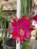 Fusia Epiphyllum Orchid Cactus (Extra Large Flower) Orchids