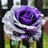 20pcs Rare Purple and White Twin Rose Seeds - Captivating Garden Contrasts. Garden Plants