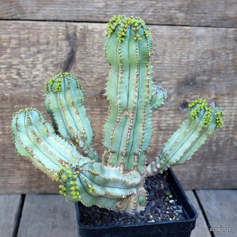 Green euphorbia cactus plant in a black plastic pot, multi-branch with small yellow-green buds