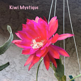 KIWI MYSTIQUE Epiphyllum Orchid Cactus Succulents Orchids