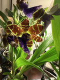 ORCHID PLANTS Zigo Arthur Eller  one bulb bare root no pot Orchids