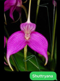 4 Inch  Masdevallia shuttryana Flowering Plants