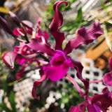 Myc Memoria Louise Fuchs 'Junka Bear'  Mounted Division Orchids
