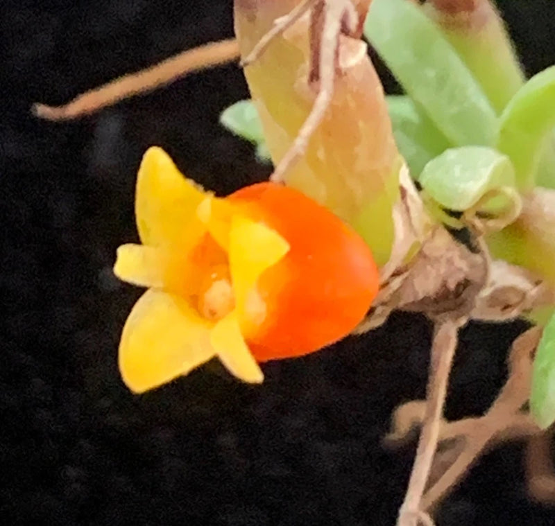 MINIATURE  MEDIOCALCAR DECORATUM  CCE/AOS ORCHID SPECIES Orchids