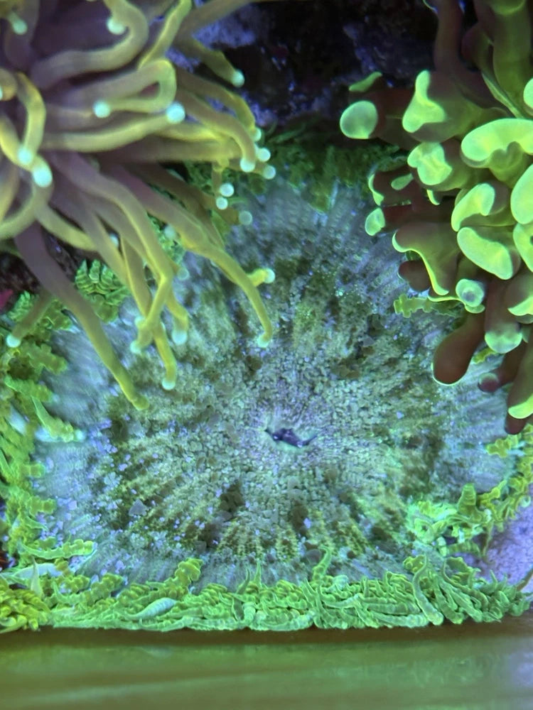 WYSIWYG 3Ó Ultra Green Rock Flower Anemone Anemone