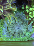 WYSIWYG 3Ó Ultra Green Rock Flower Anemone Anemone