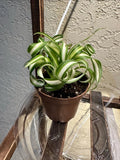 Bonnie Curly Spider Chlorophytum Comosum Live Plant 2in Pot with Soil Green Plant