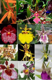 O24 - 3 Live Oncidium Orchids all Premium + Easy Watering Pots Orchids