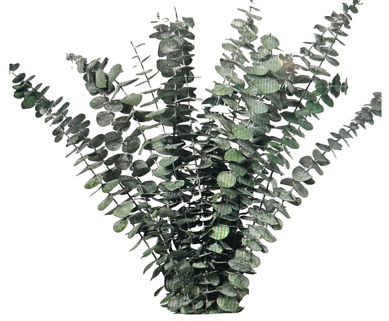 Dried eucalyptus stems with green leaves for wreaths and hanging decor