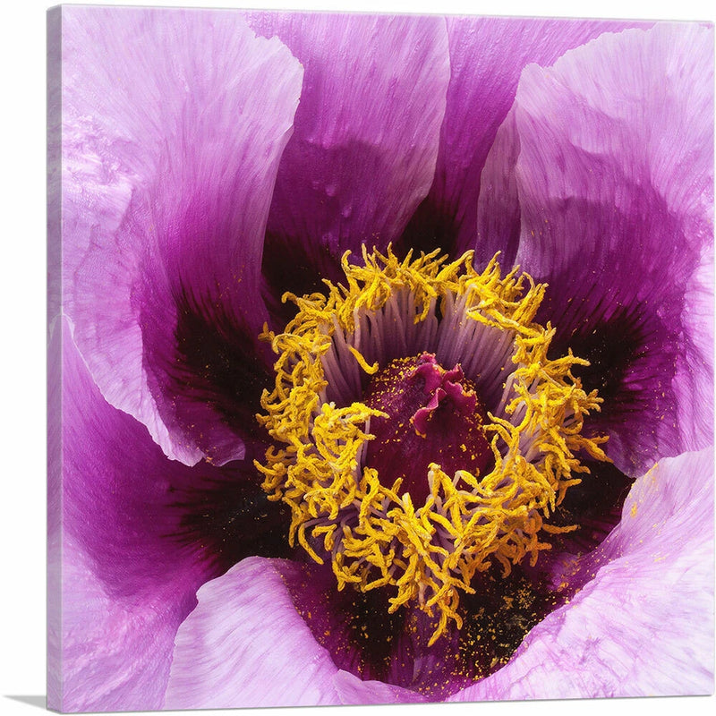 Square canvas art print of a purple peony flower with yellow stamens
