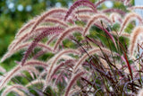25 PURPLE FOUNTAIN GRASS Ornamental Pennisetum Setaceum Dark Burgundy Flower See Pampas Grass