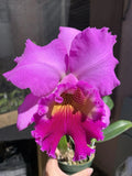 Pink Cattleya orchid flower with large ruffled petals and a pink-and-gold center
