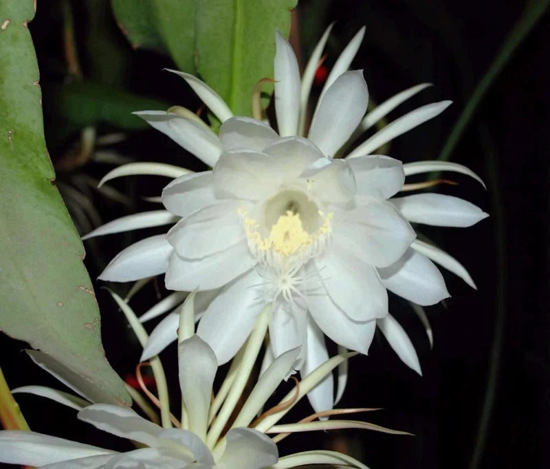 Queen of The Night Live Plant Epiphyllum Oxypetalum 4 inch Pot Orchids