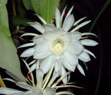 Queen of The Night Live Plant Epiphyllum Oxypetalum 4 inch Pot Orchids