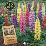 120 Russell Lupine Seeds Heirloom Flower Tall Spikes Garden Easy Grow Garden Plants