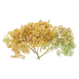 10g Mini Dried Hydrangea Flower Natural Pressed Flower Gradient Green Pink Dried Flower
