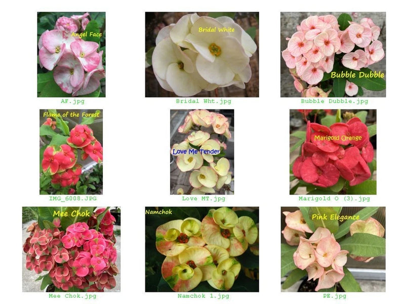 Euphorbia Milii UNROOTED CUTTINGS Crown of Thorns (Set B) Corona de Cristo Thai Flowering Plants