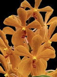 Orchid - Mokora Ooyai Orange - Live Plant Orchids