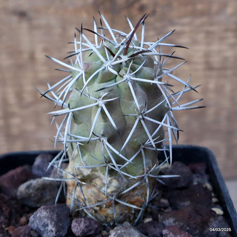 D3436 COPIAPOA COQUIMBANA ALTICOSTATA pot10-H9-W5 cm MaMa Cactus Green Plant