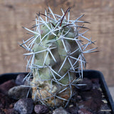 D3436 COPIAPOA COQUIMBANA ALTICOSTATA pot10-H9-W5 cm MaMa Cactus Green Plant