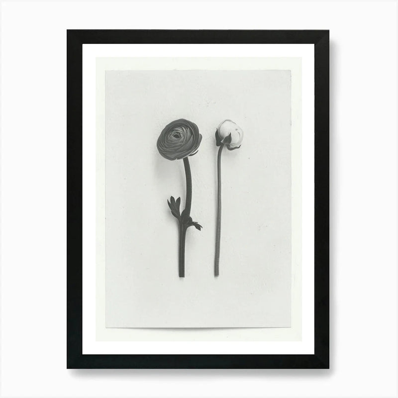 Ranunculus Flower Photo Collage 1 A Framed Wall Art Poster Canvas Print Picture Ranunculus