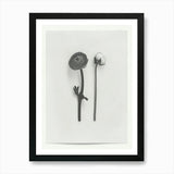 Ranunculus Flower Photo Collage 1 A Framed Wall Art Poster Canvas Print Picture Ranunculus