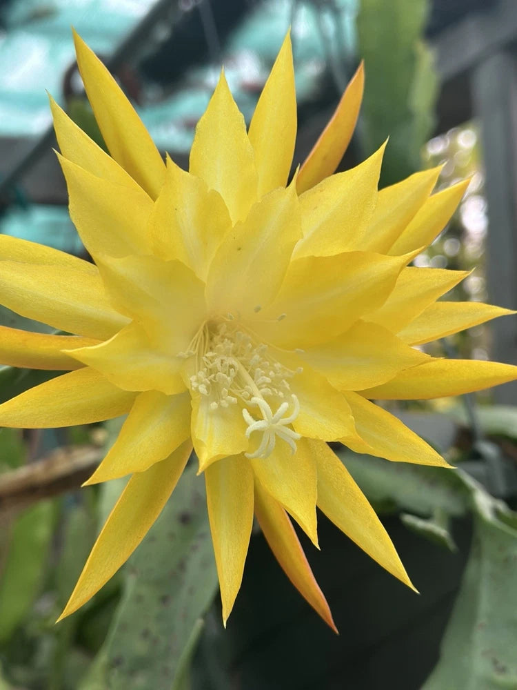 Honey Gold epiphyllum orchid flower with bright yellow spiked petals