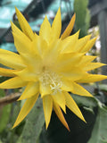 Honey Gold epiphyllum cutting Orchids