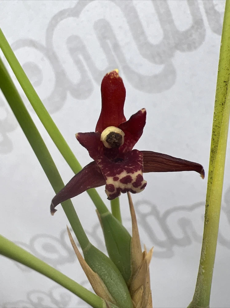 Maxillaria Tenuifolia The Coconut Orchid Very Fragrant Bloom size Orchids