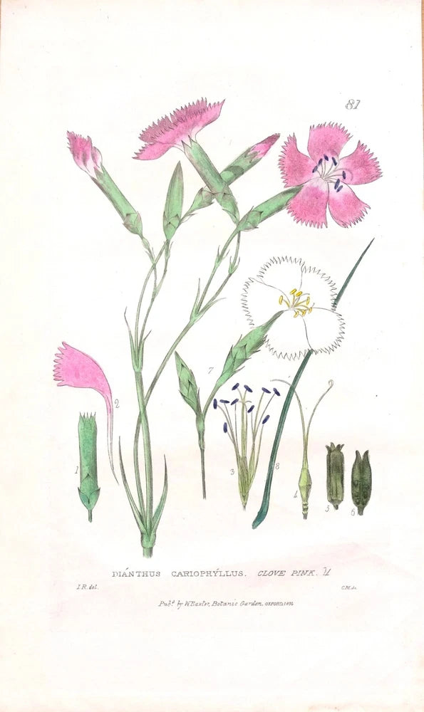 Antique botanical flower print with pink carnation blooms and detailed plant parts