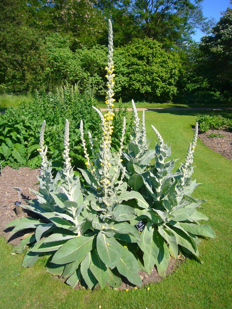 MULLEIN SEED * ORNAMENTAL PLANT * FLOWERING * MEDICINAL * Flowering Plants