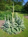 MULLEIN SEED * ORNAMENTAL PLANT * FLOWERING * MEDICINAL * Flowering Plants