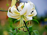 20 SILVER  SCHEHERAZADE LILY SEEDS - Lilium 'Silver Scheherazade' Lily