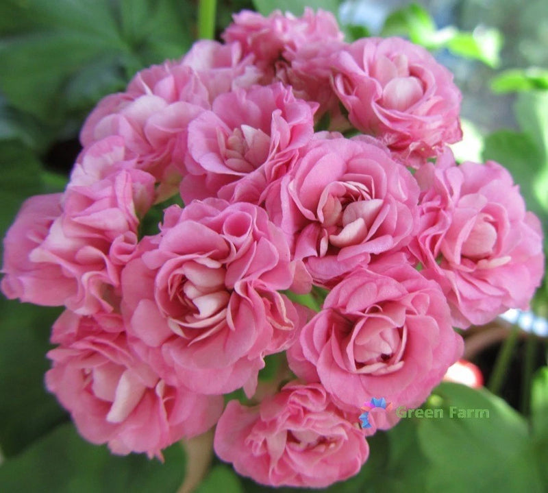 10 Seeds Geranium Swanland Pink Australien Pink Rosebud Pelargonium Home Garden Flowering Plants