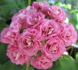 10 Seeds Geranium Swanland Pink Australien Pink Rosebud Pelargonium Home Garden Flowering Plants