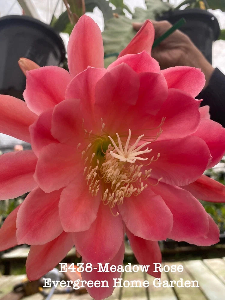 Epiphyllum hybrid orchid plant in 4 in starter pot, with large pink blossom