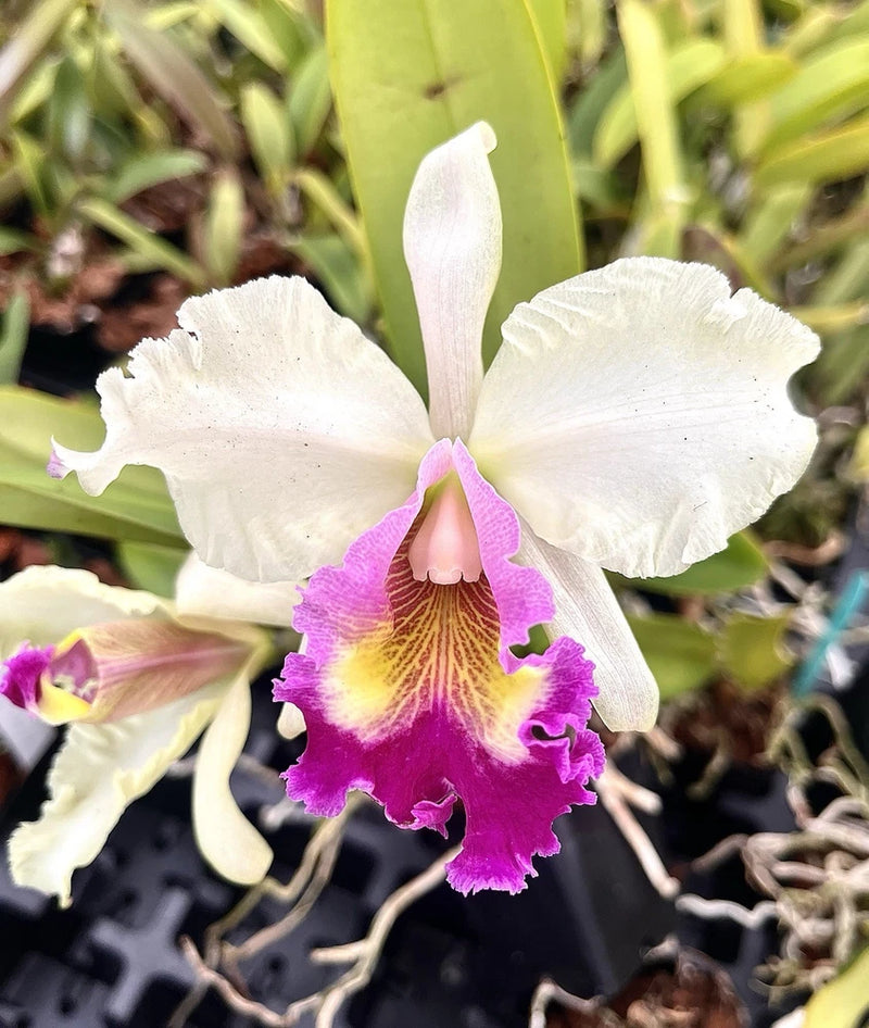 White and purple orchid flower with ruffled petals and central throat