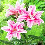 20 SEEDS for Light Pink LILY RARE flower exotic home garden plant USA Seller Flowering Plants