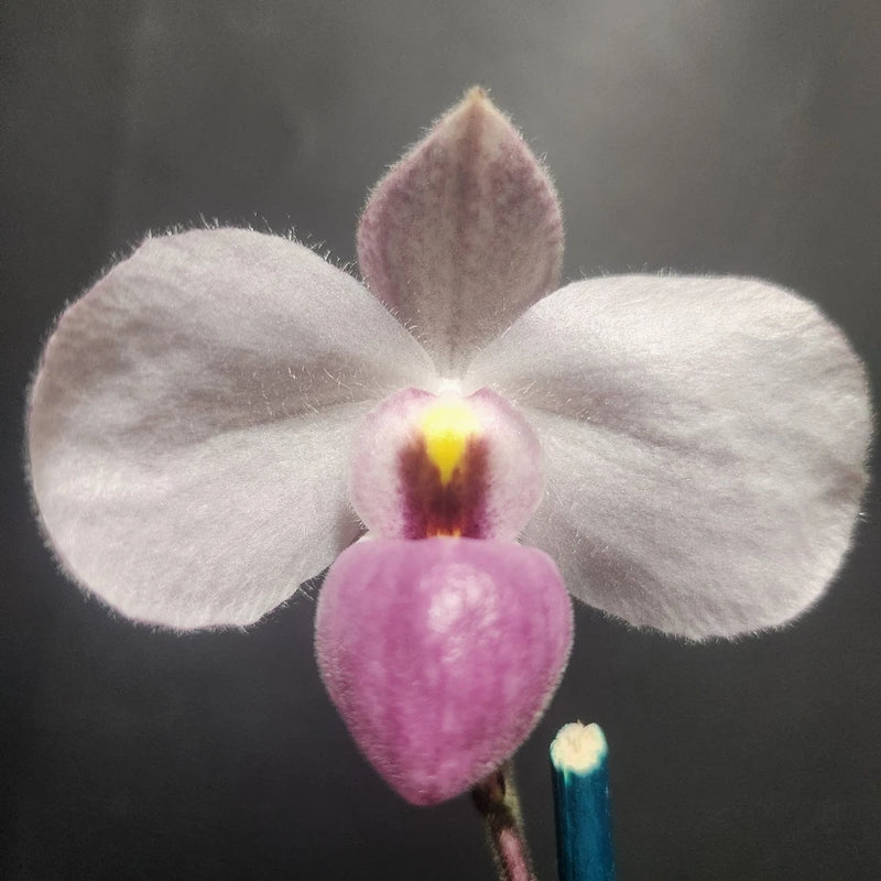 Paphiopedilum delenatii orchid bloom with pale pink and white petals, purple center pouch