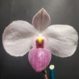Paphiopedilum delenatii 4" Pot BS Orchids