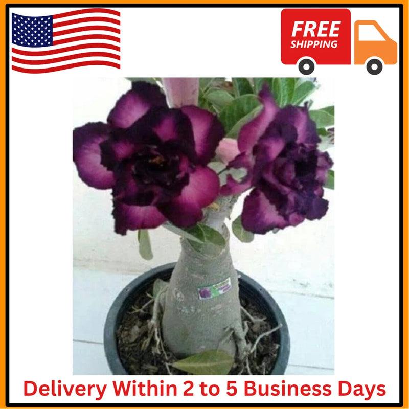 Thronesfarm 4 Purple Black Desert Rose Adenium Flowers Flower Perennial Flowering Plants