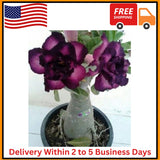 Thronesfarm 4 Purple Black Desert Rose Adenium Flowers Flower Perennial Flowering Plants